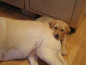 And, when awake, Mango was glued to Rose....