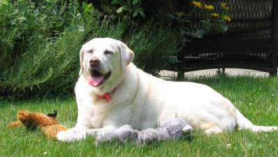 In Loving Memory Rosebud Groveman August, 1994-August, 2008